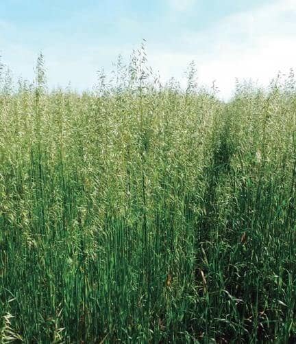 Avena strigosa