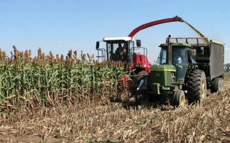 Sorgo forrajero DP