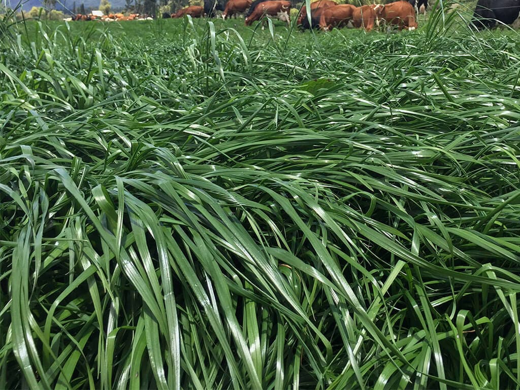 Ryegrass anual