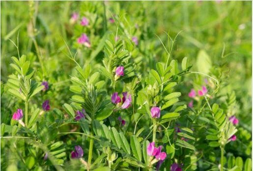 Vicia sativa