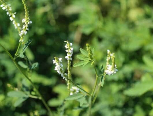 Melilotus alba
